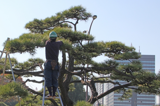 個人宅の植木の手入れの画像